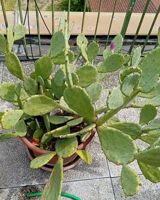 ficus d India 