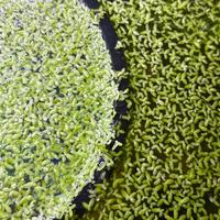 Lemna minor pianta galleggiante per acquario