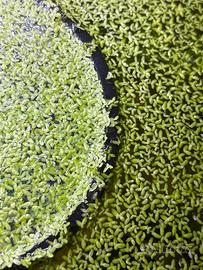 Lemna minor pianta galleggiante per acquario