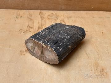 Legno fossile palma