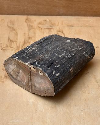Legno fossile palma