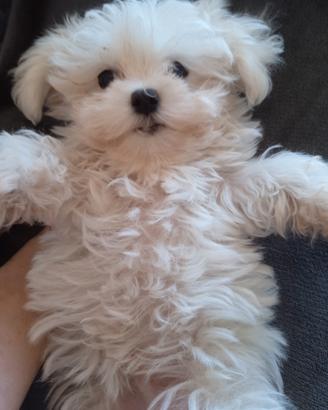 Maschietti maltese taglia minuscola