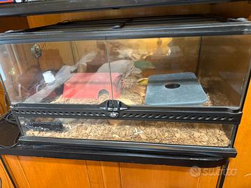 Terrario exoterra con termostato e tane