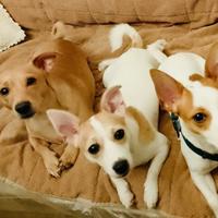 Piccoli Cagnolini simil jack russell sfrattati