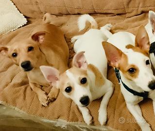 Piccoli Cagnolini simil jack russell sfrattati