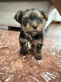 Yorky
