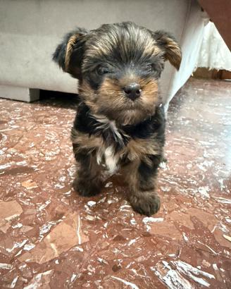 Yorky