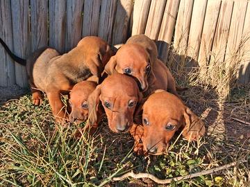 Cuccioli bassotto standard