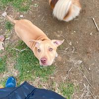 Cucciola rednoseinregalo