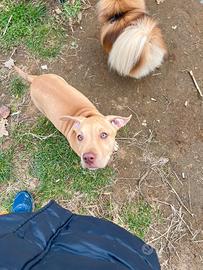 Cucciola rednoseinregalo