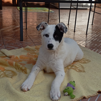 Cucciola meticcia taglia grande