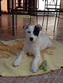 Cucciola meticcia taglia grande