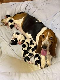Cuccioli Basset Hound