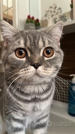 Gatti Scottish fold e Scottish Straight