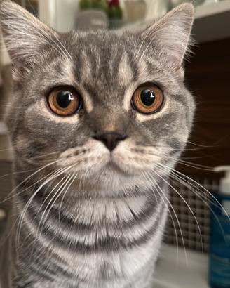 Gatti Scottish fold e Scottish Straight