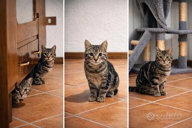 Coppia di gattini 5 mesi