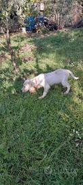 Setter inglese femmina