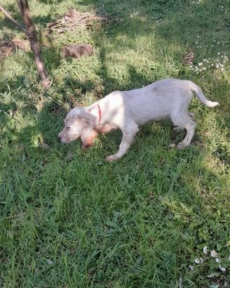 Setter inglese femmina