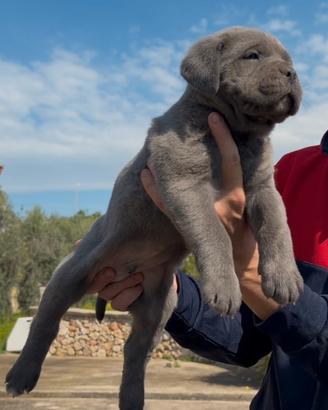 Cuccioli grigi cane corso