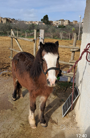 Pony femmina
