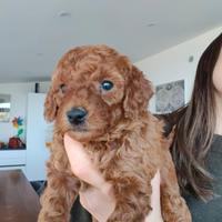 Barboncino toy pedigree red