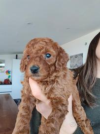 Barboncino toy pedigree red