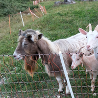 Becco razza Toggemburg