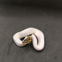 Pitone reale pied het clown 50% het Desert Ghost