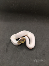 Pitone reale pied het clown 50% het Desert Ghost