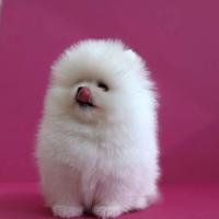 Volpino Spitz nano pomerania