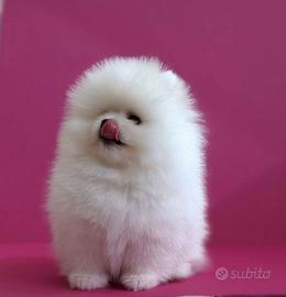 Volpino Spitz nano pomerania