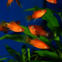 Platy