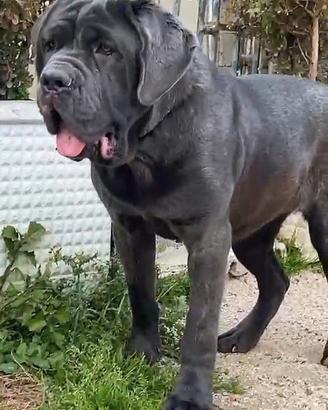 Mastino 6 mesi