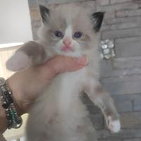 Ragdoll - magnifici cuccioli PURI