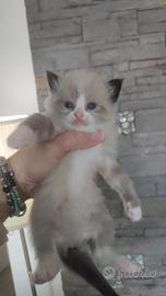 Ragdoll - magnifici cuccioli PURI