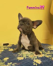 Cucciolo di bulldog francese 