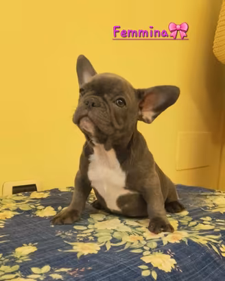 Cucciolo di bulldog francese 