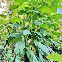 tamarillo Albero del pomodoro 