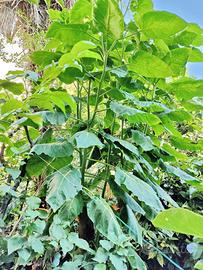 tamarillo Albero del pomodoro 