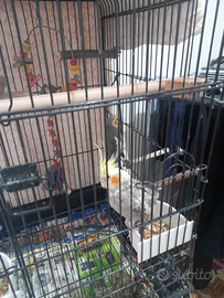 Calopsiti e Inseparabili