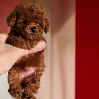 Barboncini red intenso asiatici mini toy teacup