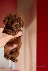 Barboncini red intenso asiatici mini toy teacup