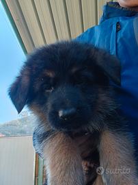 Cuccioli di pastore tedesco