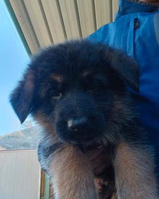 Cuccioli di pastore tedesco