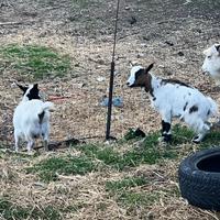 Capre femmine tibetane