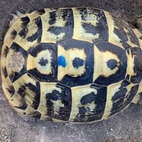 Tartaruga Testudo Hermanni maschio