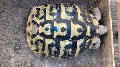 Tartaruga Testudo Hermanni maschio