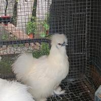 Tris di moroseta bianche pronte alla riproduzione