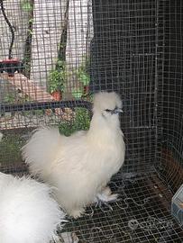 Tris di moroseta bianche pronte alla riproduzione