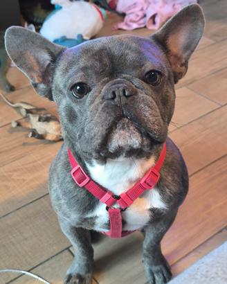 Bulldog francese per Monta